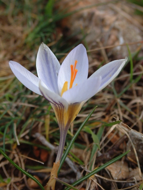 Romulea bulbocodium e Crocus biflorus